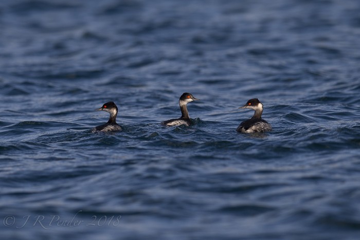 Black-necked Grebe
