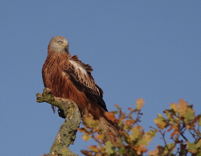 Red Kite
