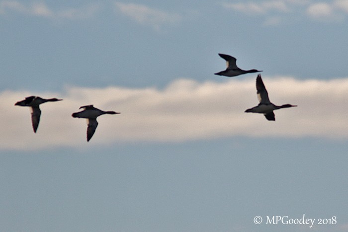 Red-breasted Merganser
