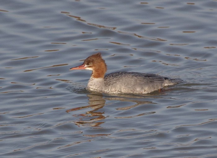 Goosander