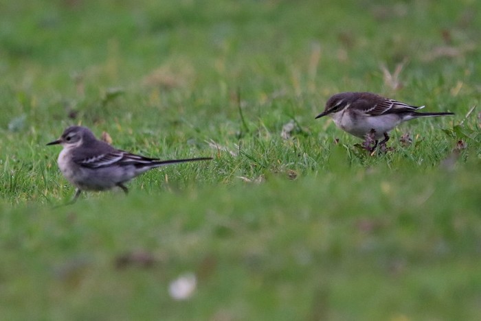 Eastern Yellow Wagtail