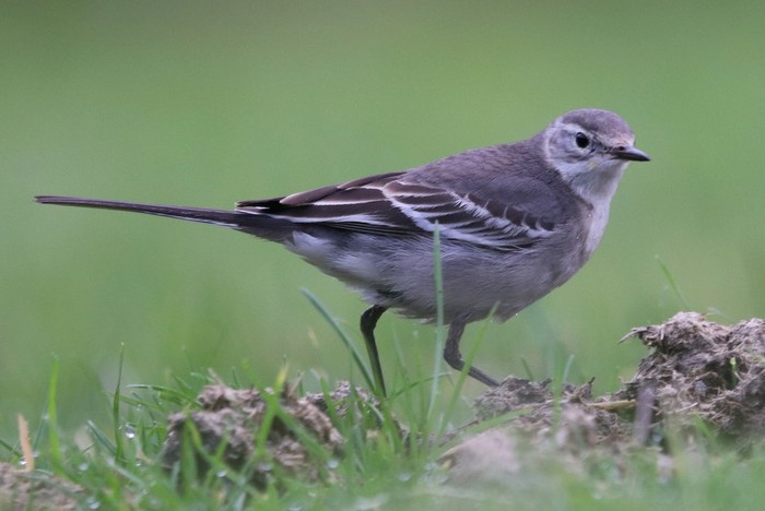 Citrine Wagtail