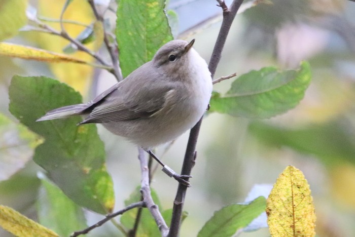 Siberian Chiffchaff