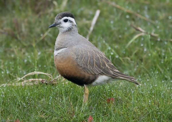 Dotterel