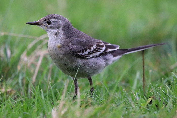 Citrine Wagtail