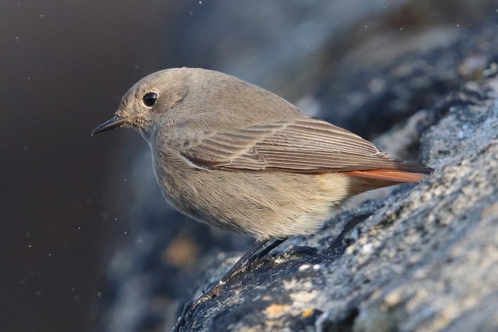 Black Redstart
