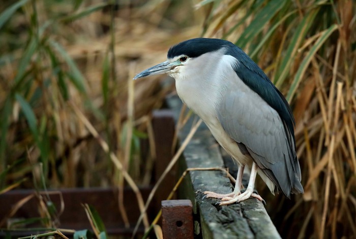 Night Heron