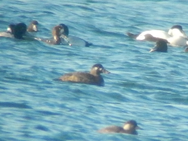 Surf Scoter