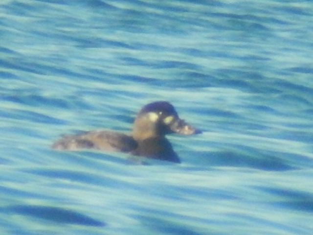 Surf Scoter