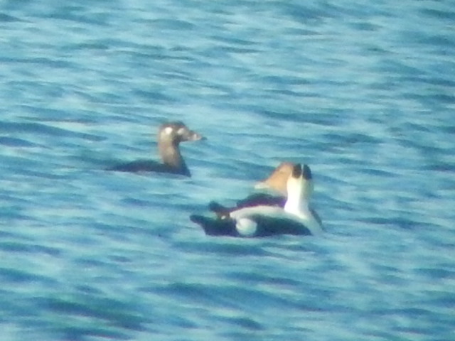 Surf Scoter