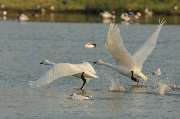 Bewick's Swan