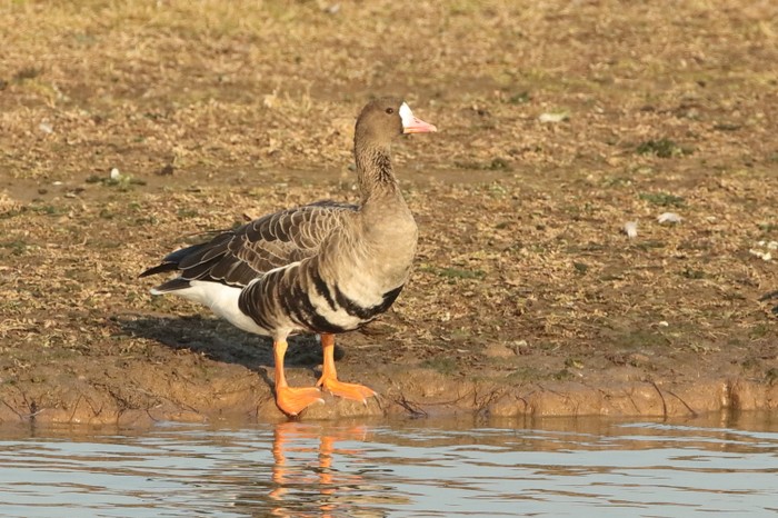 Russian White-fronted Goose