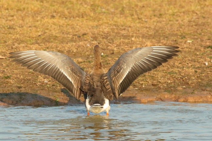Russian White-fronted Goose