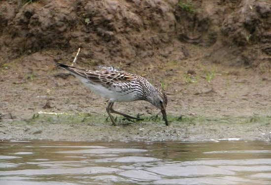White-rumped Sandpiper