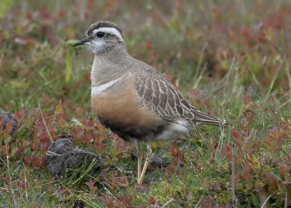 Dotterel