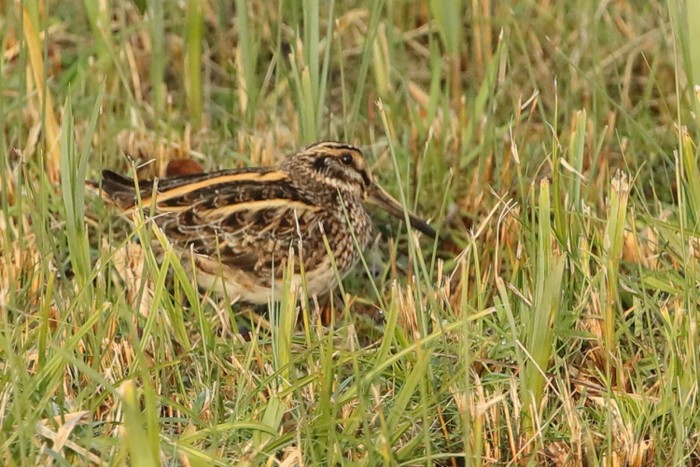 Jack Snipe