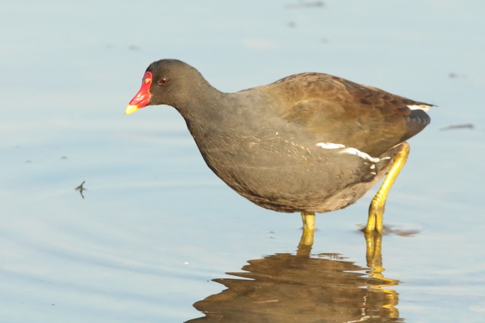 Moorhen