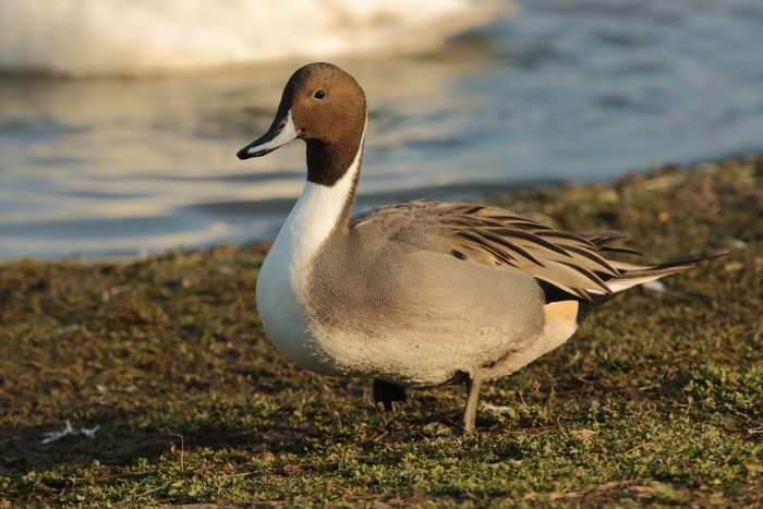 Pintail