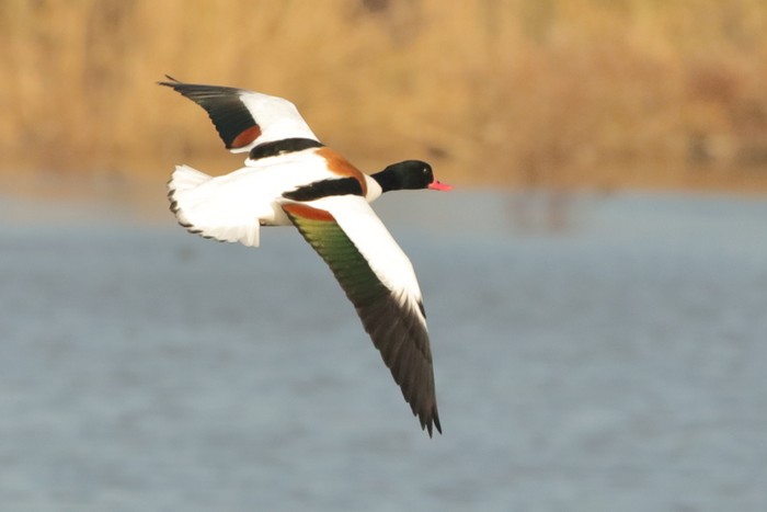 Shelduck
