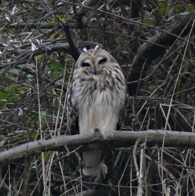 Short-eared Owl