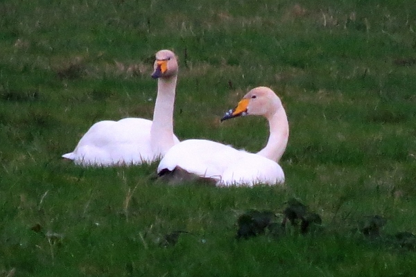 Whooper Swan