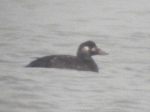 Surf Scoter