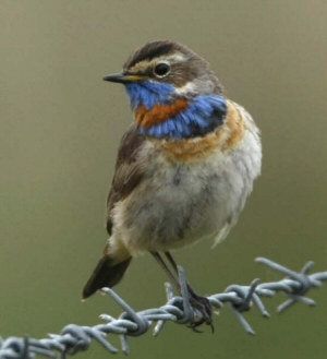 Red-spotted Bluethroat