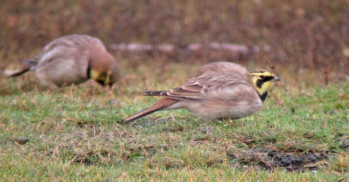 Shorelark