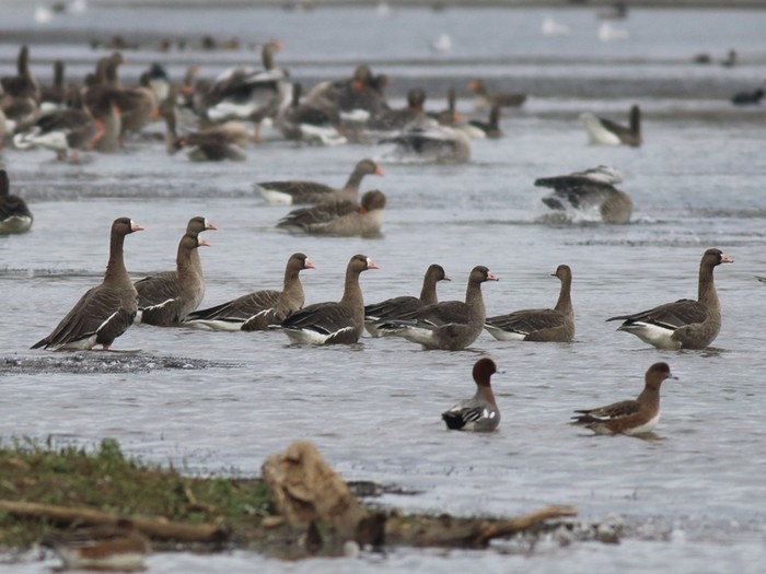 Russian White-fronted Goose