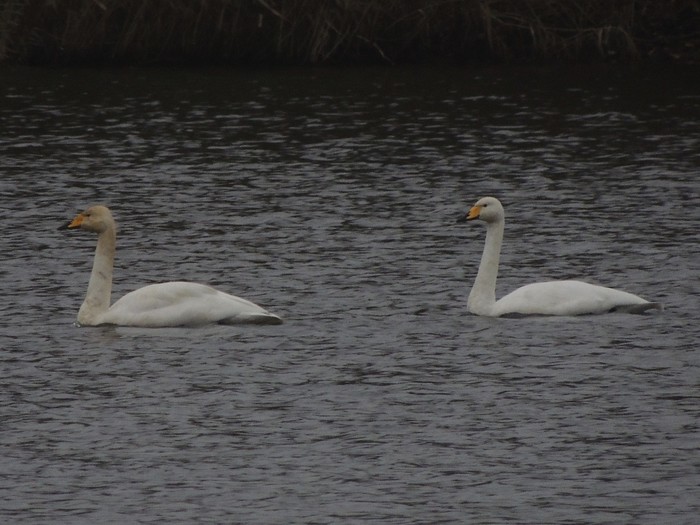 Whooper Swan