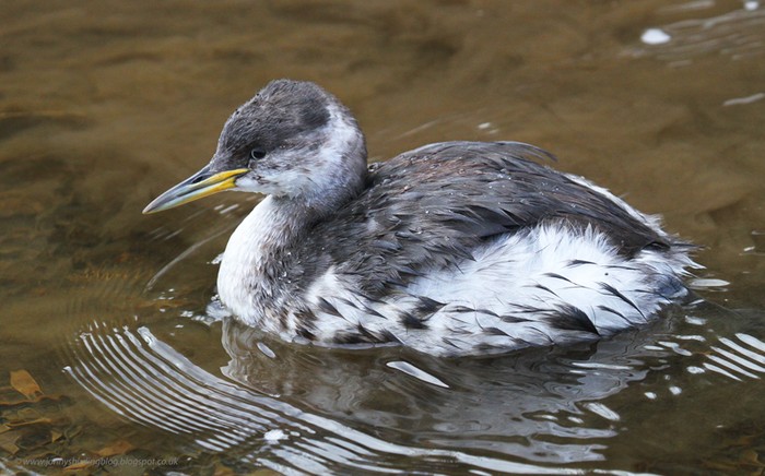 Red-necked Grebe
