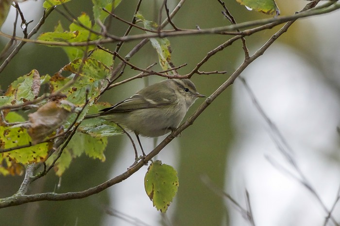 Hume's Warbler