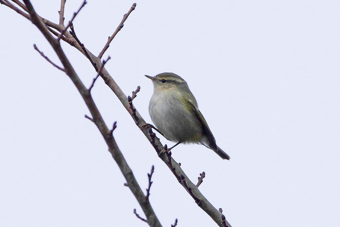 Hume's Warbler