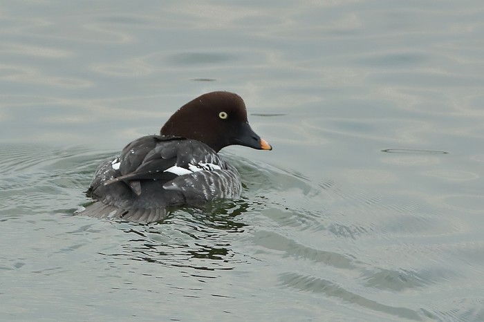 Goldeneye