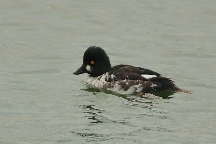Goldeneye