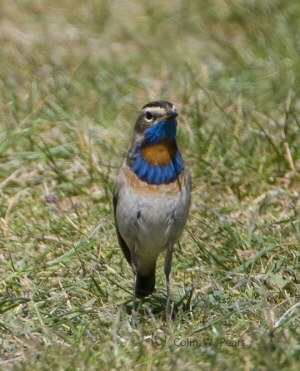 Red-spotted Bluethroat