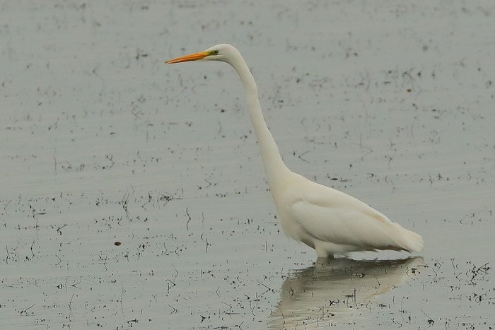Great White Egret