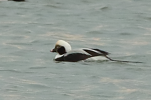 Long-tailed Duck
