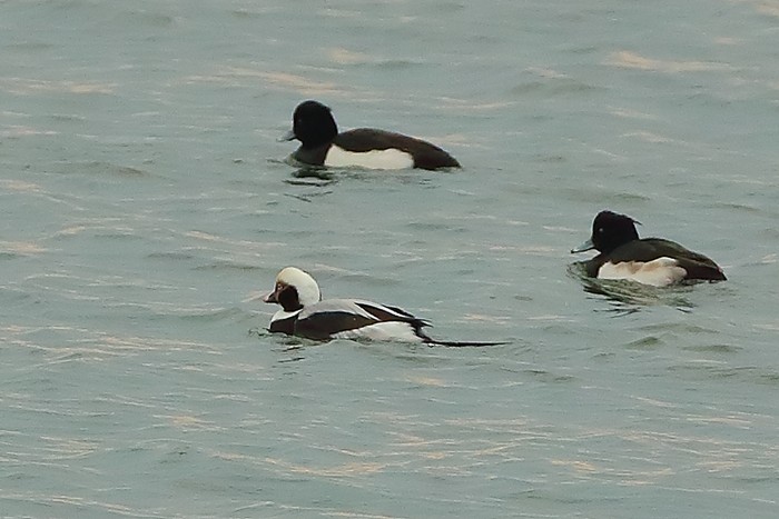 Long-tailed Duck