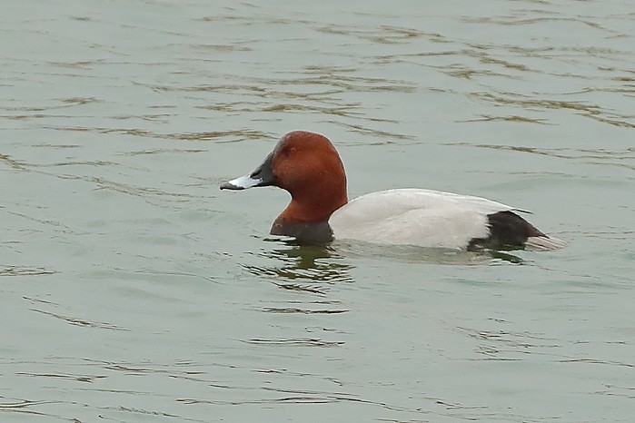 Pochard