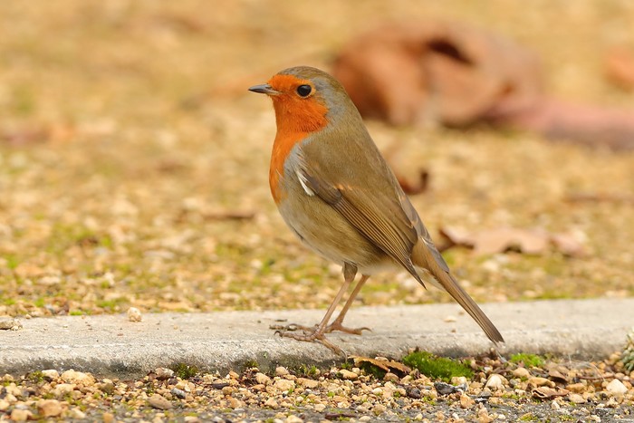 Robin