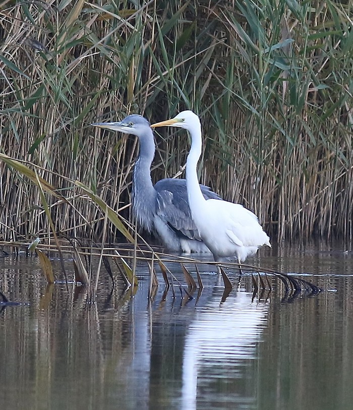 Great White Egret