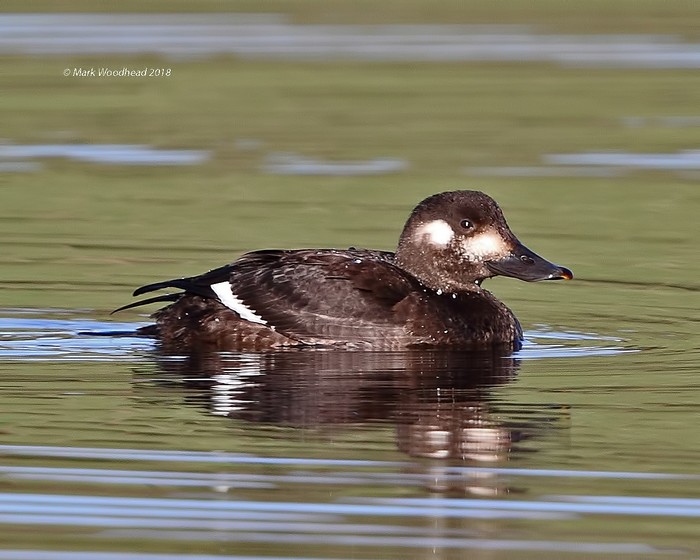 Velvet Scoter