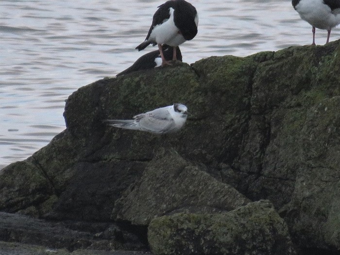 Sandwich Tern