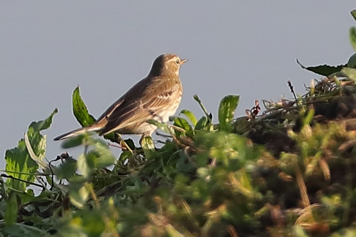 Water Pipit