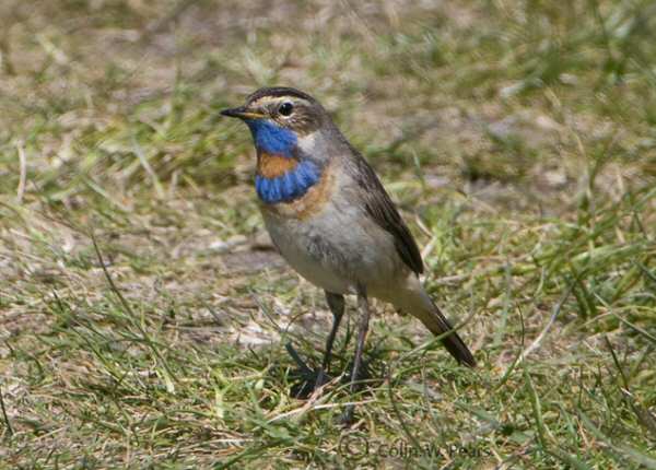 Red-spotted Bluethroat