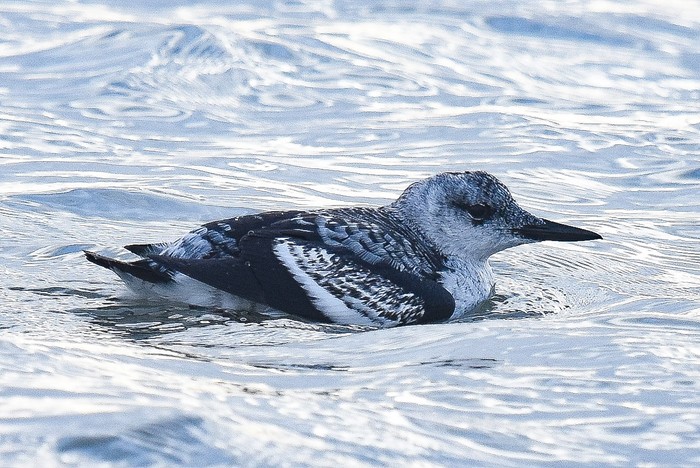 Black Guillemot
