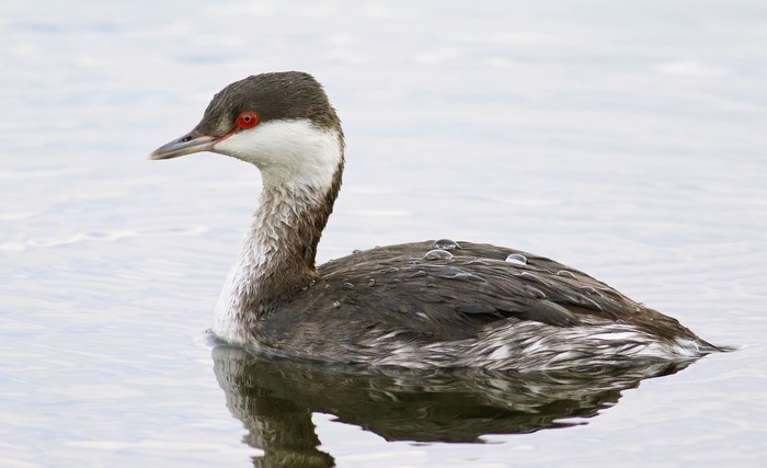 Slavonian Grebe