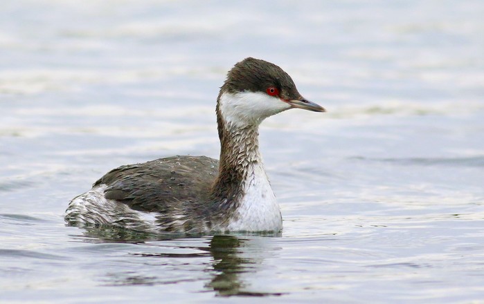 Slavonian Grebe