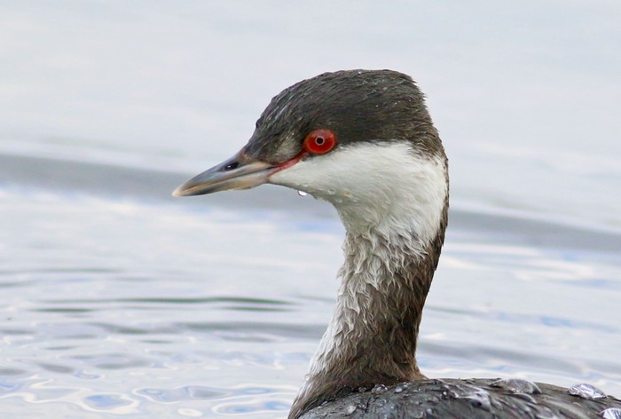 Slavonian Grebe